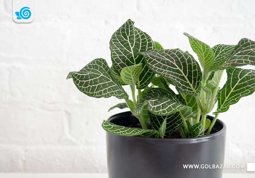 مشکلات گل فیتونیا