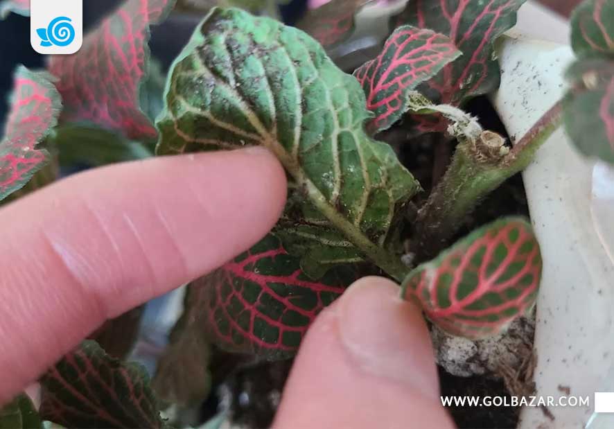 آفات گل فیتونیا