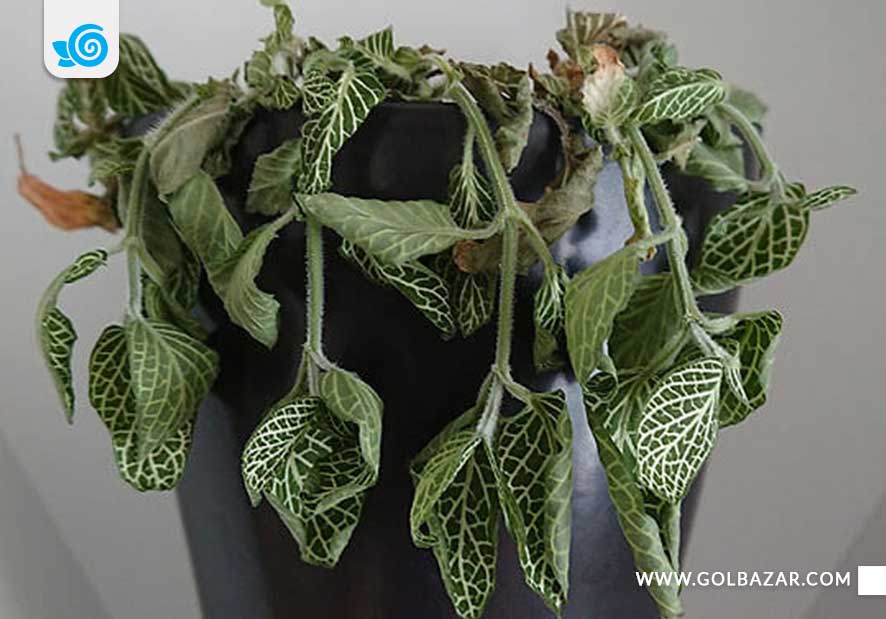 پژمرده و بیحال شدن برگ فیتونیا