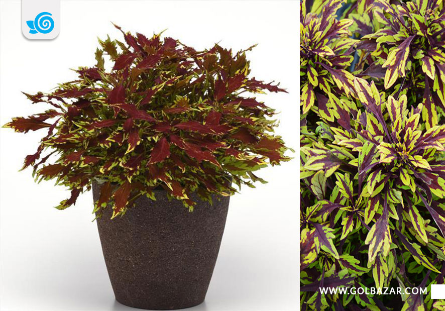 گل حسن یوسف شعله افکن