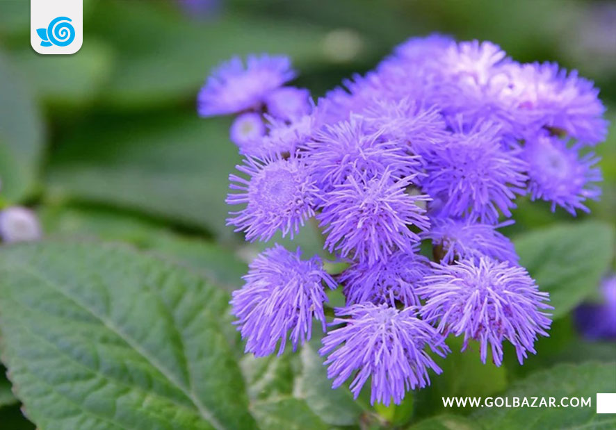 گل برای پاییز گل ابری