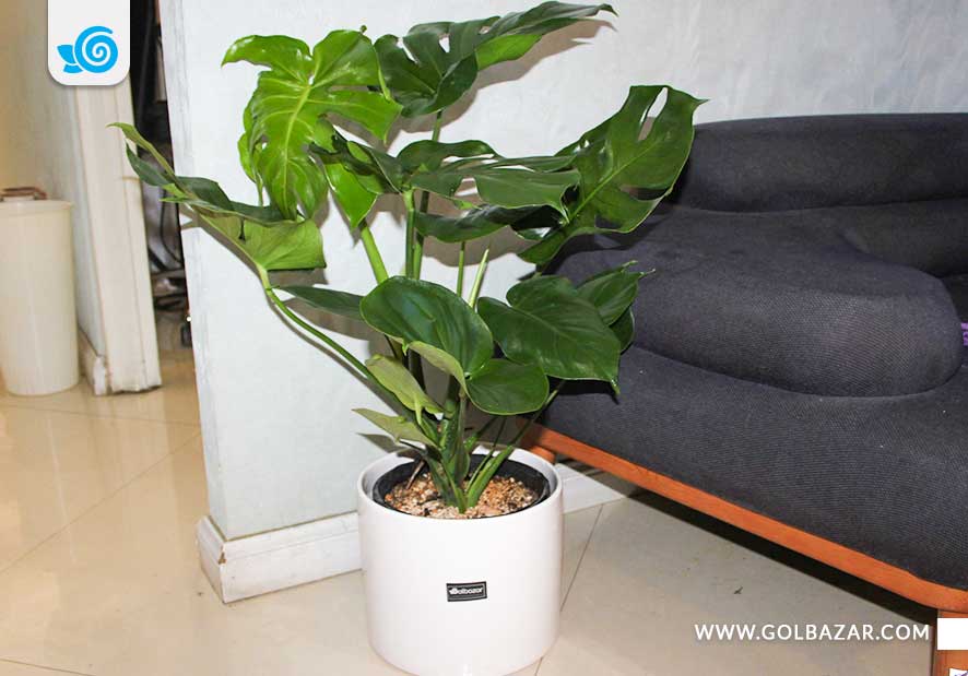 فواید نگهداری از گل و گیاه در اداره و خانه