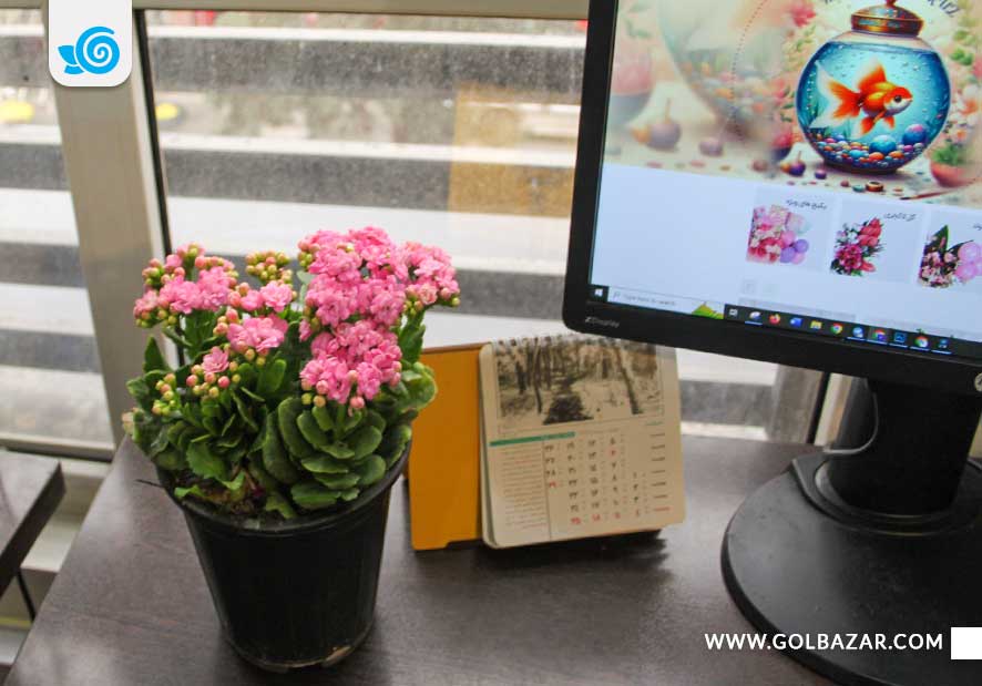 نگفواید مراقبت از گل و گیاه آپارتمانی