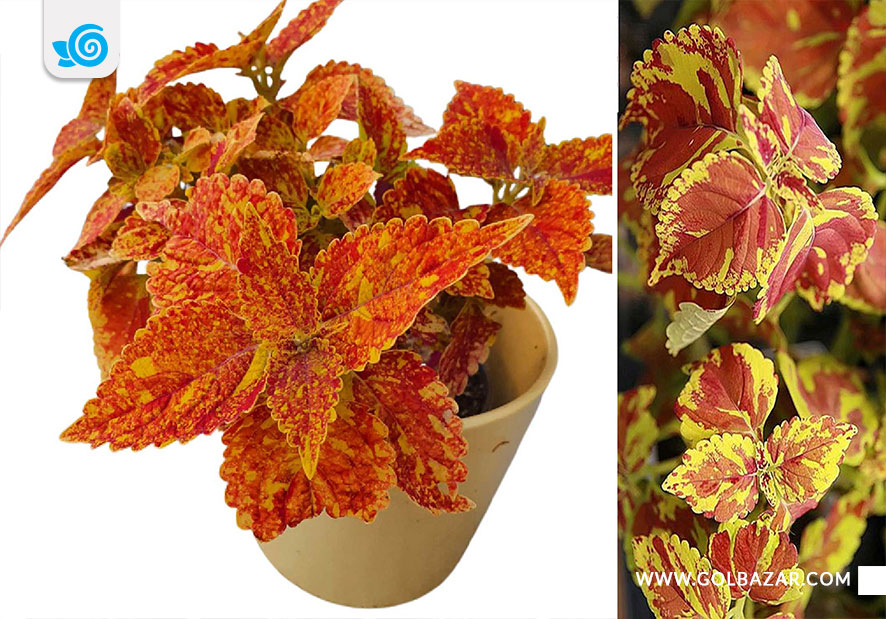 حسن یوسف فرکلس