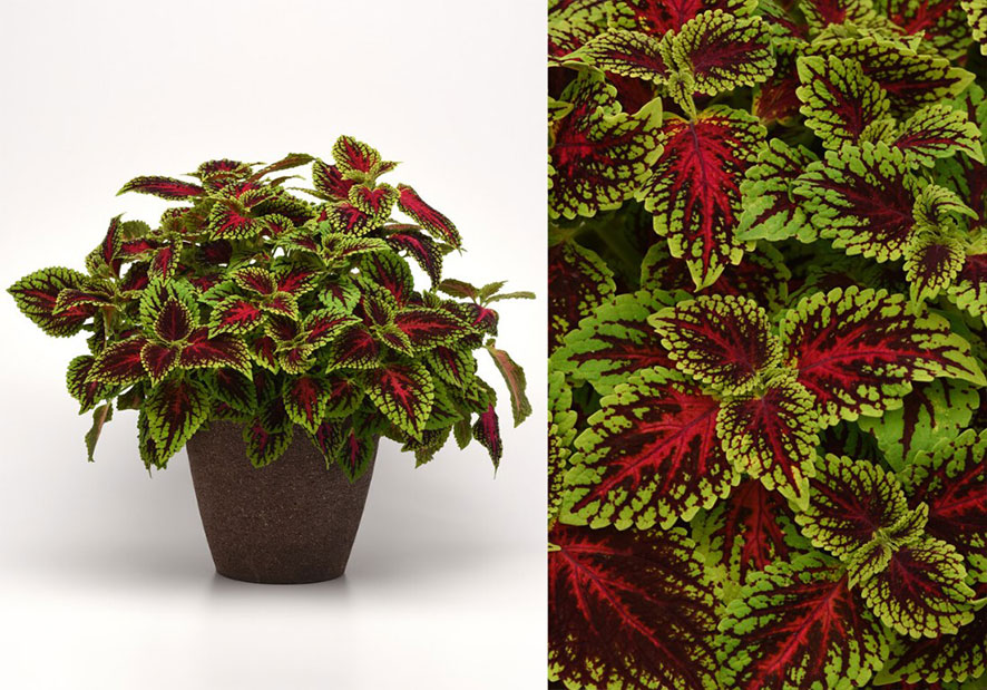 انواع گل حسن یوسف - قلب اژدها