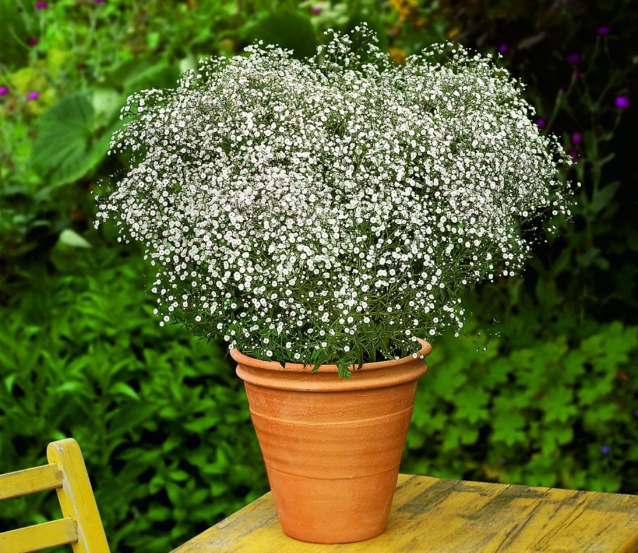 روش نگهداری گل عروس در خانه