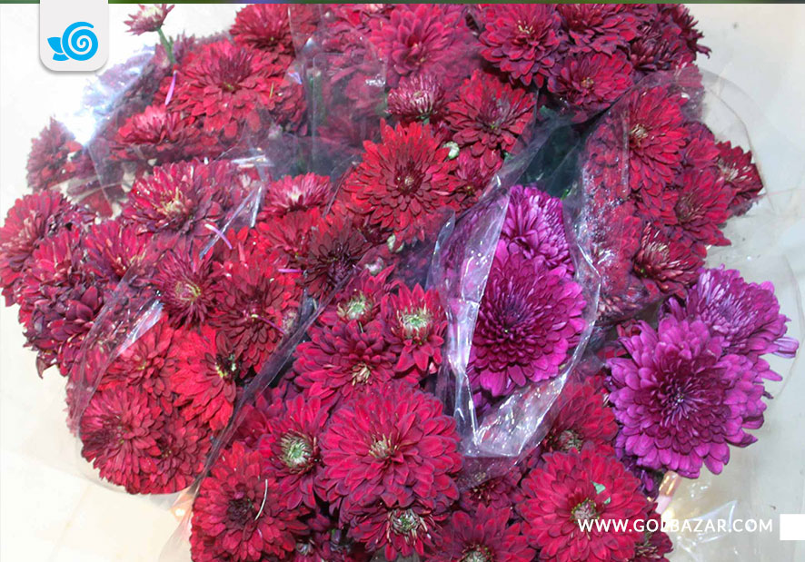 گل داوودی-گل زمستانی و پاییزی