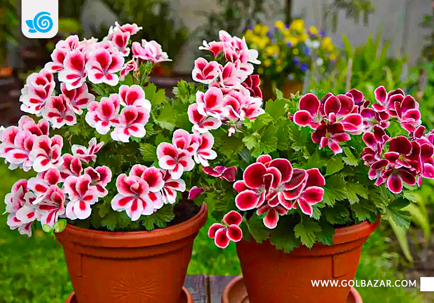 تکثیر شمعدانی هلندی