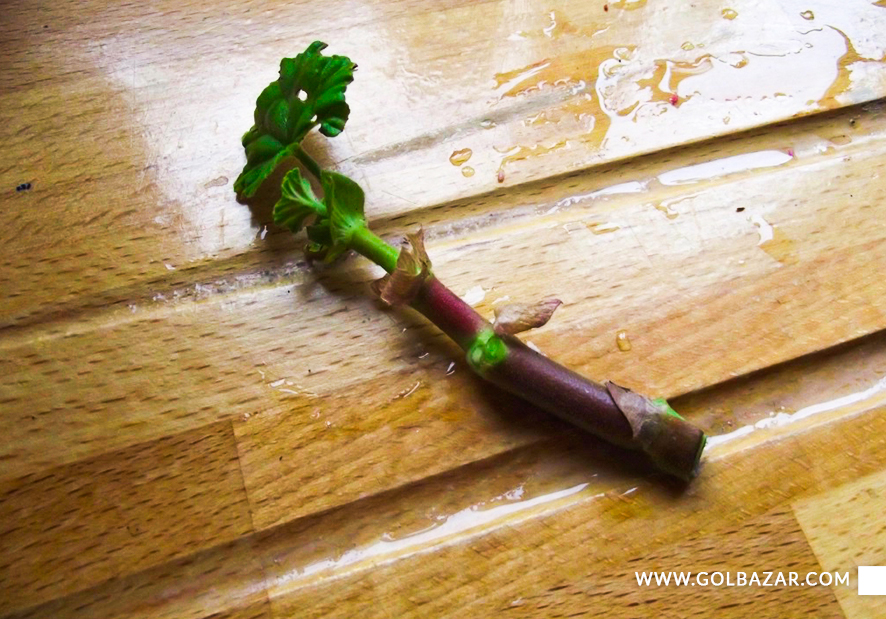 تکثیر گل شمعدانی از طریق برگ