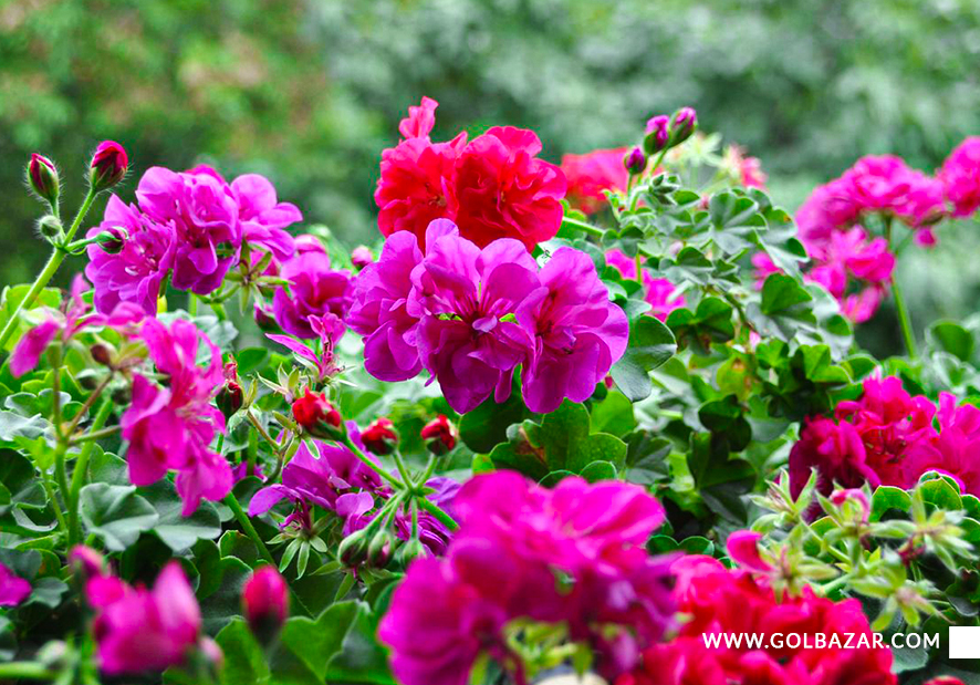 کاشت شمعدانی در باغچه