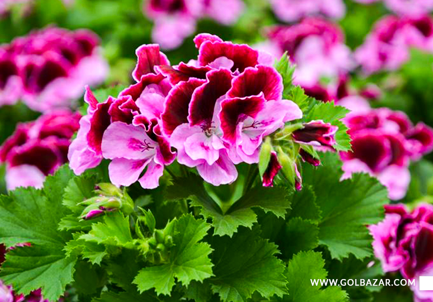 تکحثیر گل شمعدانی اژدر