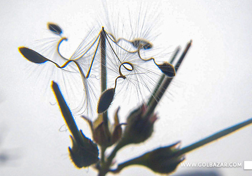 تکثیر شمعدانی از طریق بذر