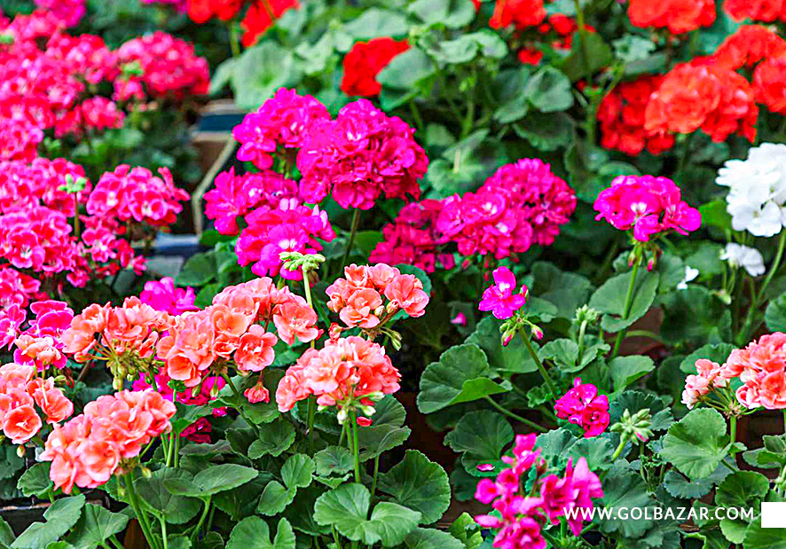 تکثیر گل شمعدانی آویز و رونده