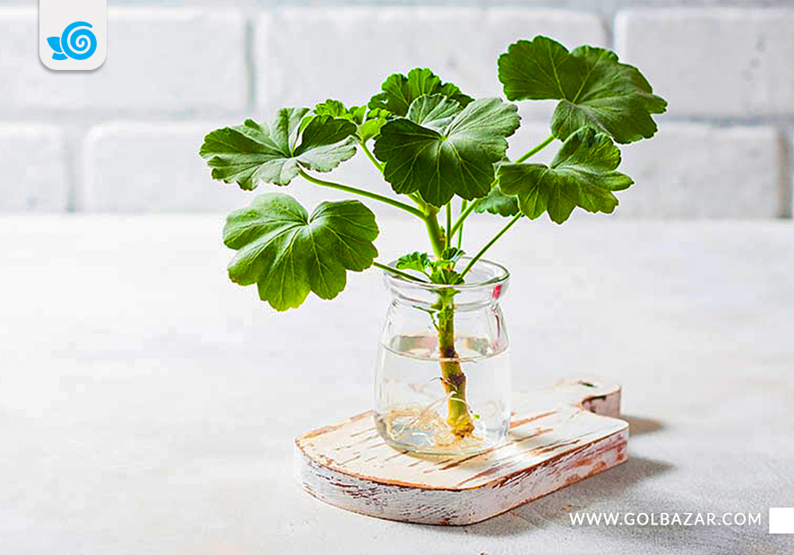 تکثیر گل شمعدانی