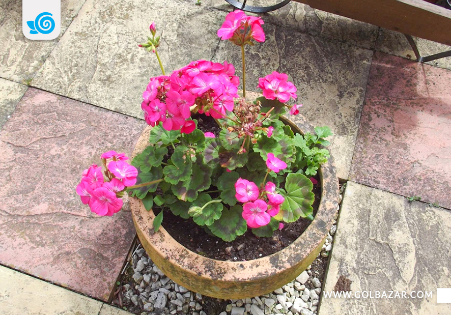 راهنمای تکثیر گل شمعدانی