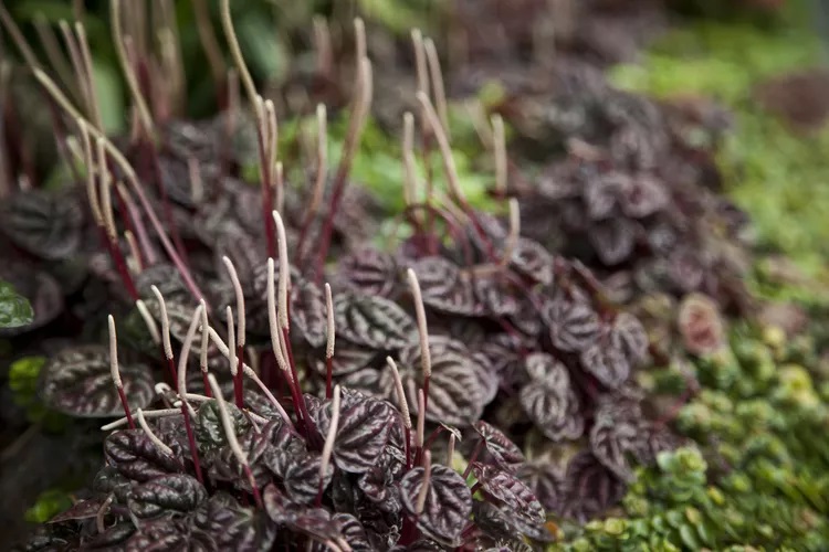 گل برگ قاشقی قرمز