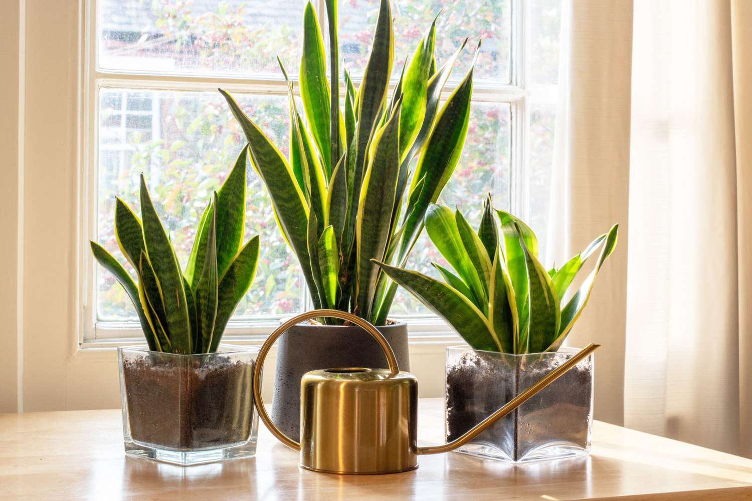 نگهداری سانسوریا شمشیری