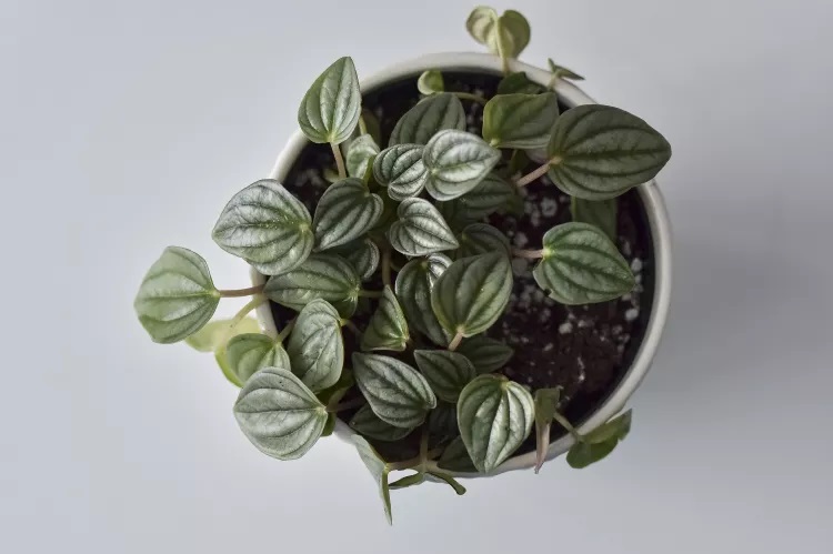 گل قاشقی زیبا