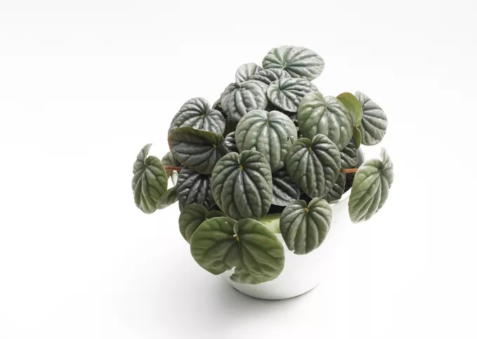 برگ قاشقی نقره ای