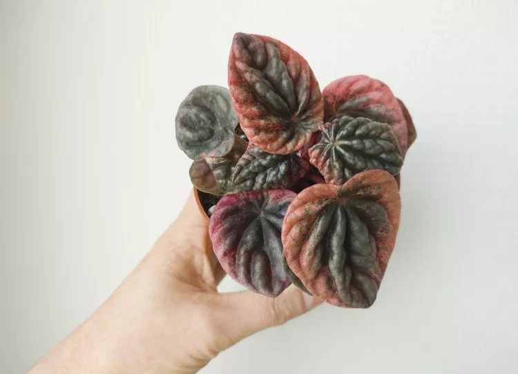 انواع گل قاشقی