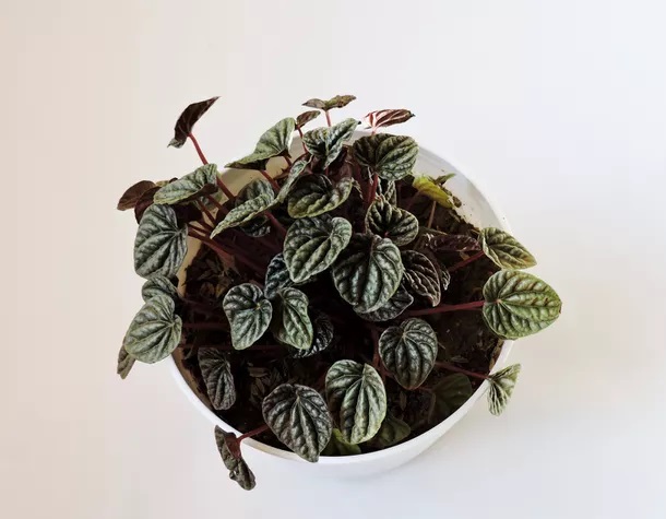 گل قاشقی قرمز