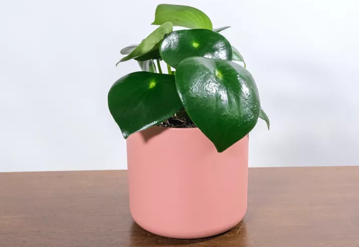 گل قاشقی سبز