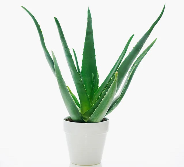 گیاه برگ سوزنی