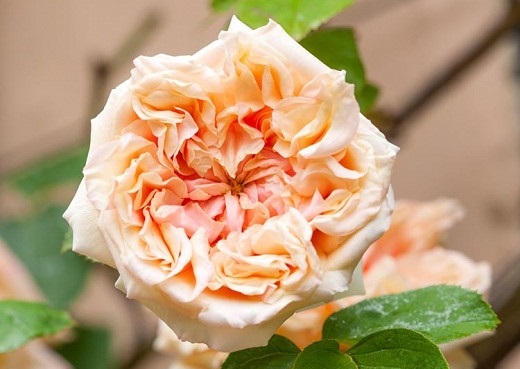 گل رز رونده کرمی و صورتی