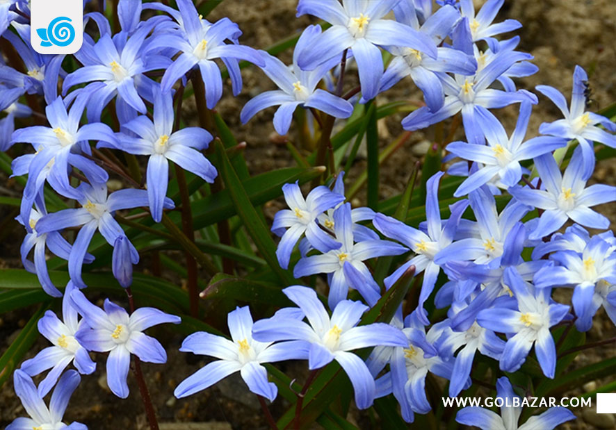 گل برای پاییز و زمستان- شکوه برف