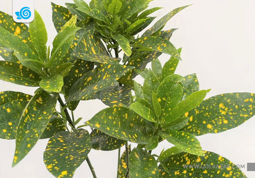 گل کرتون قطره طلا