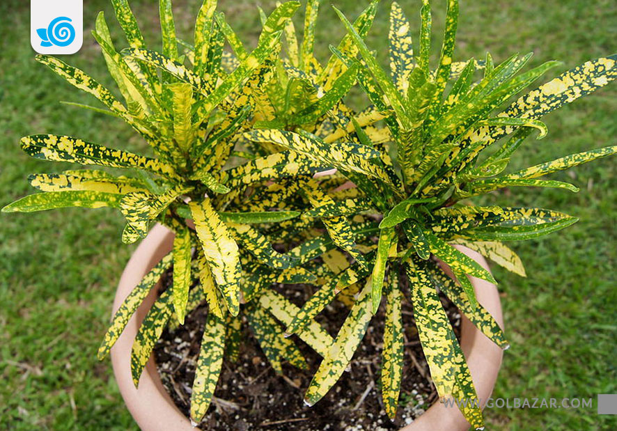 گل کروتون رشته ای قطره طلا