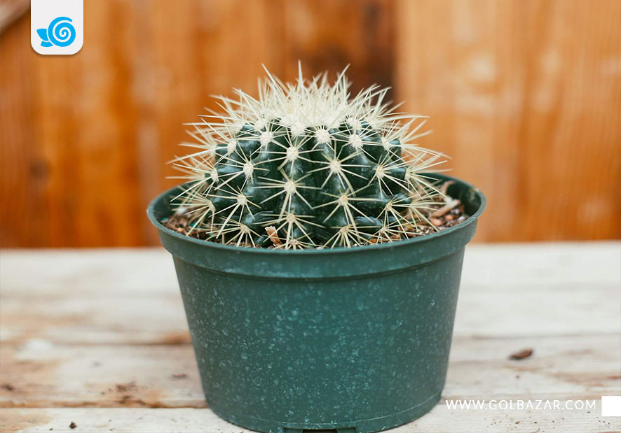 گل های آپارتمانی مقاوم به خشکی - گیاه اچينو كاكتوس گروزونی