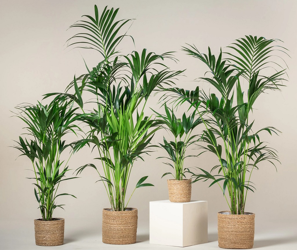 نخل آپارتمانی برگ پهن