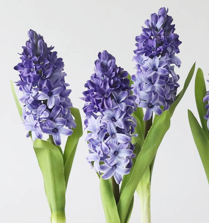 نگهداری گل سنبل