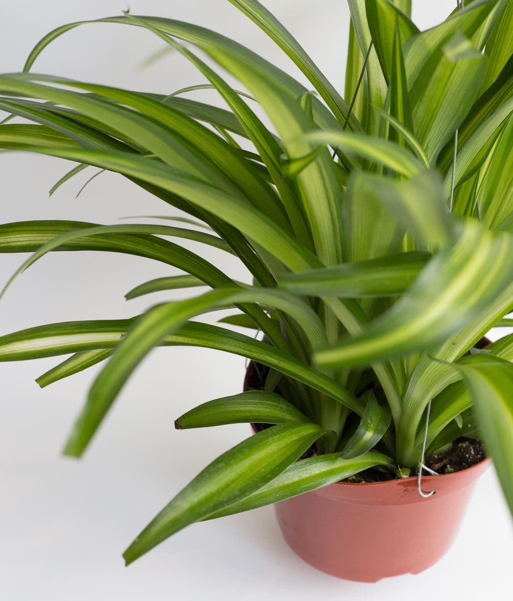 گل گندمی هاوایی