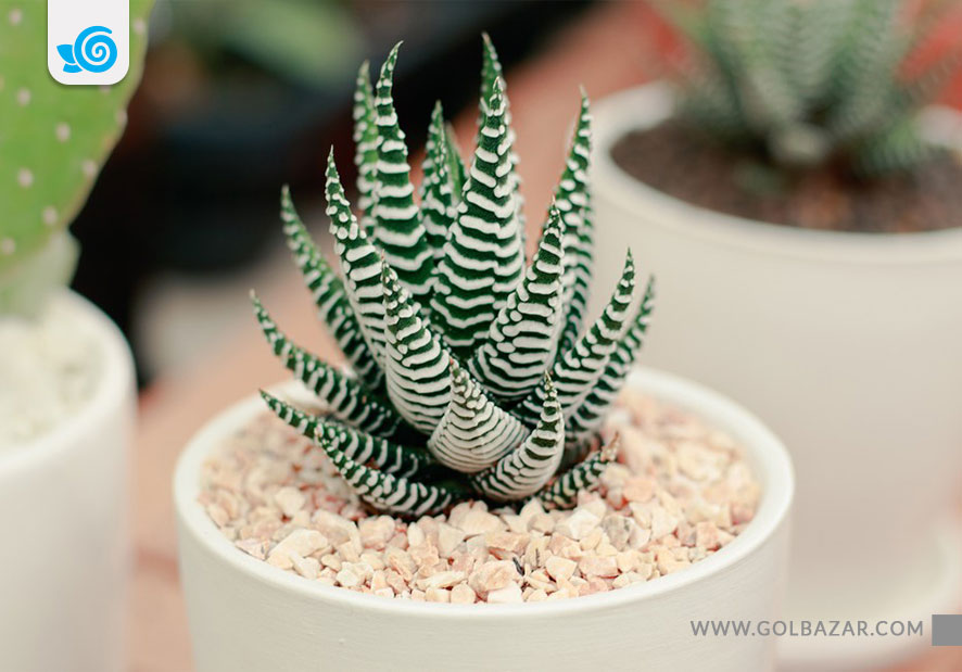 گل هاورتیا- گیاهان آپارتمانی مقاوم