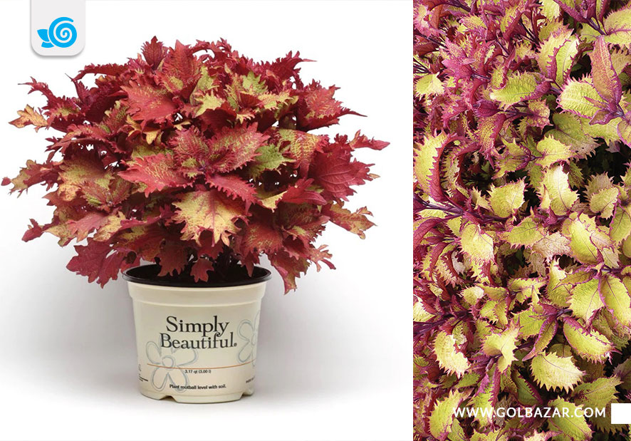 گل حسن یوسف حنایی