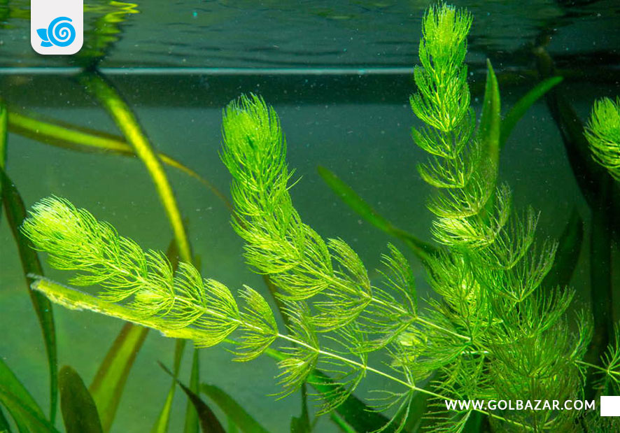 گیاهان آپارتمانی آبزی