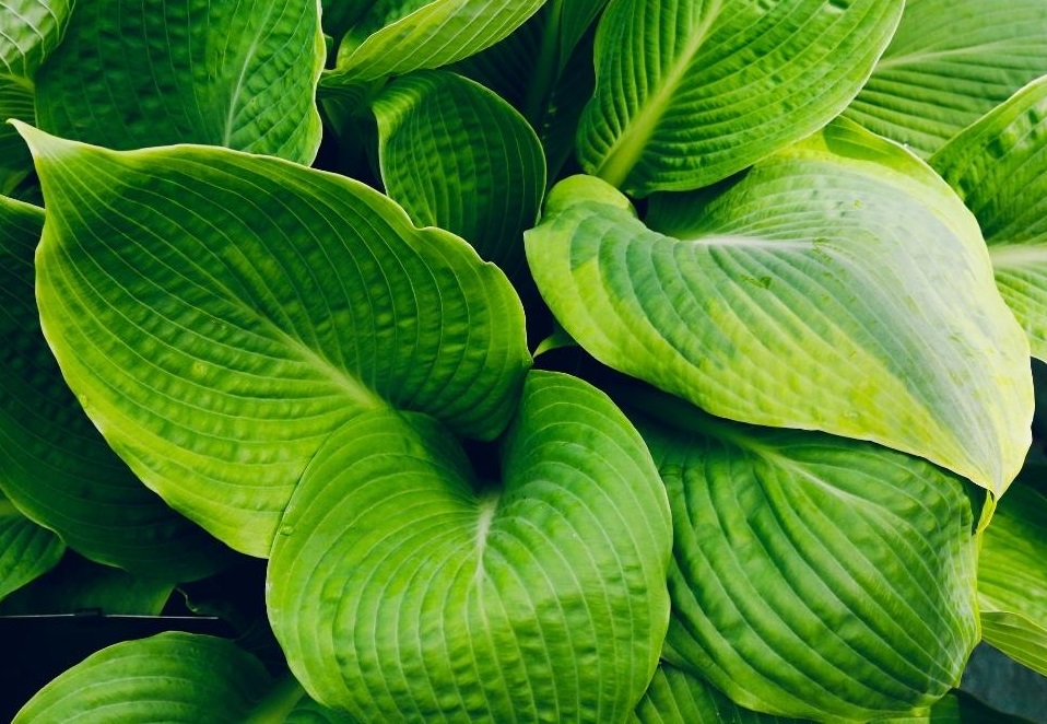 گل آپارتمانی برگ پهن