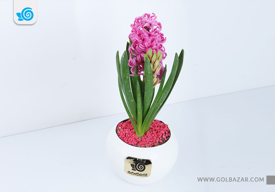 گل زمستانی گلدار - گل سنبل