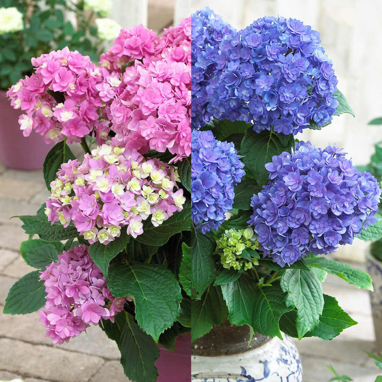 خاک اسیدی یا قلیایی ادریسی