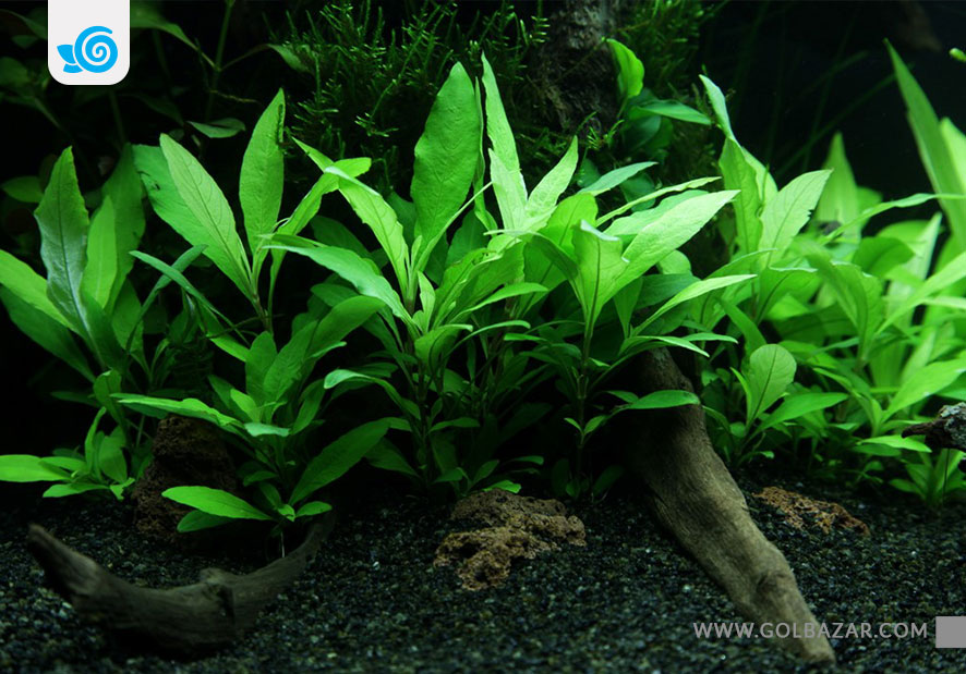 گیاه آبزی سیبی