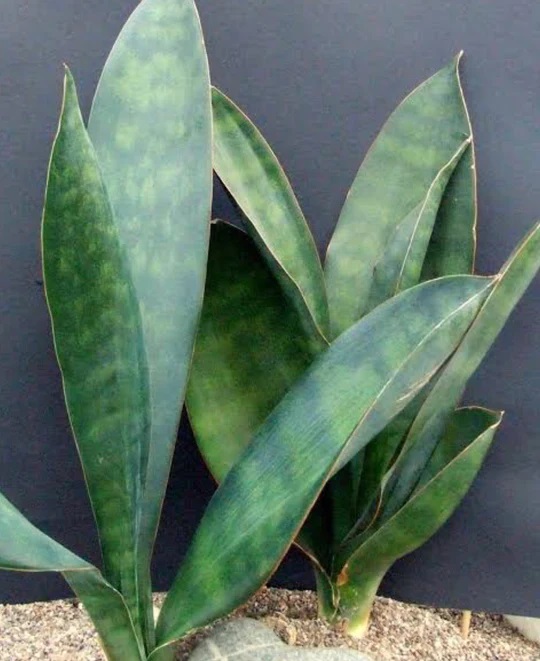 انواع سانسوریا