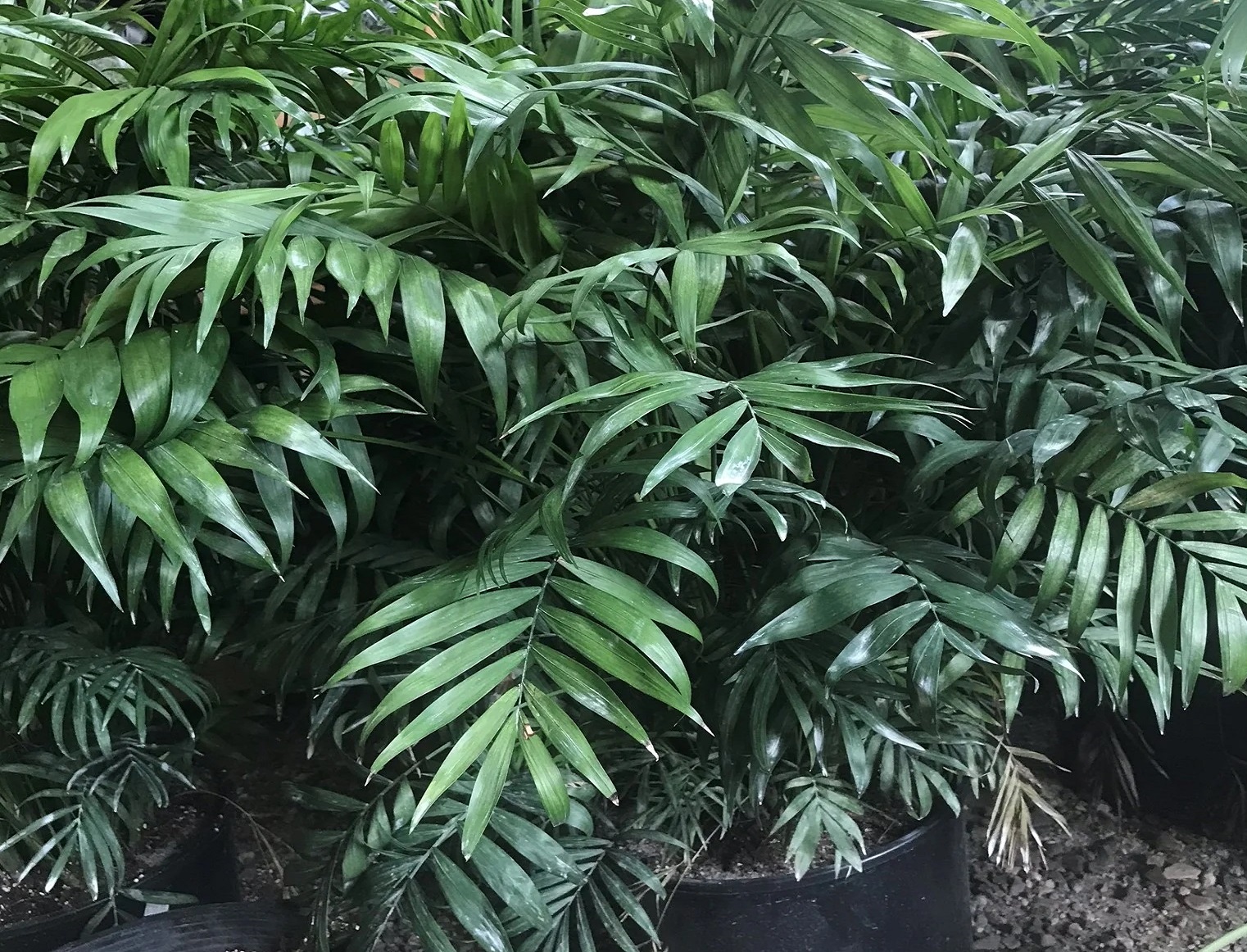 نگهداری گل شامادورا در باغچه