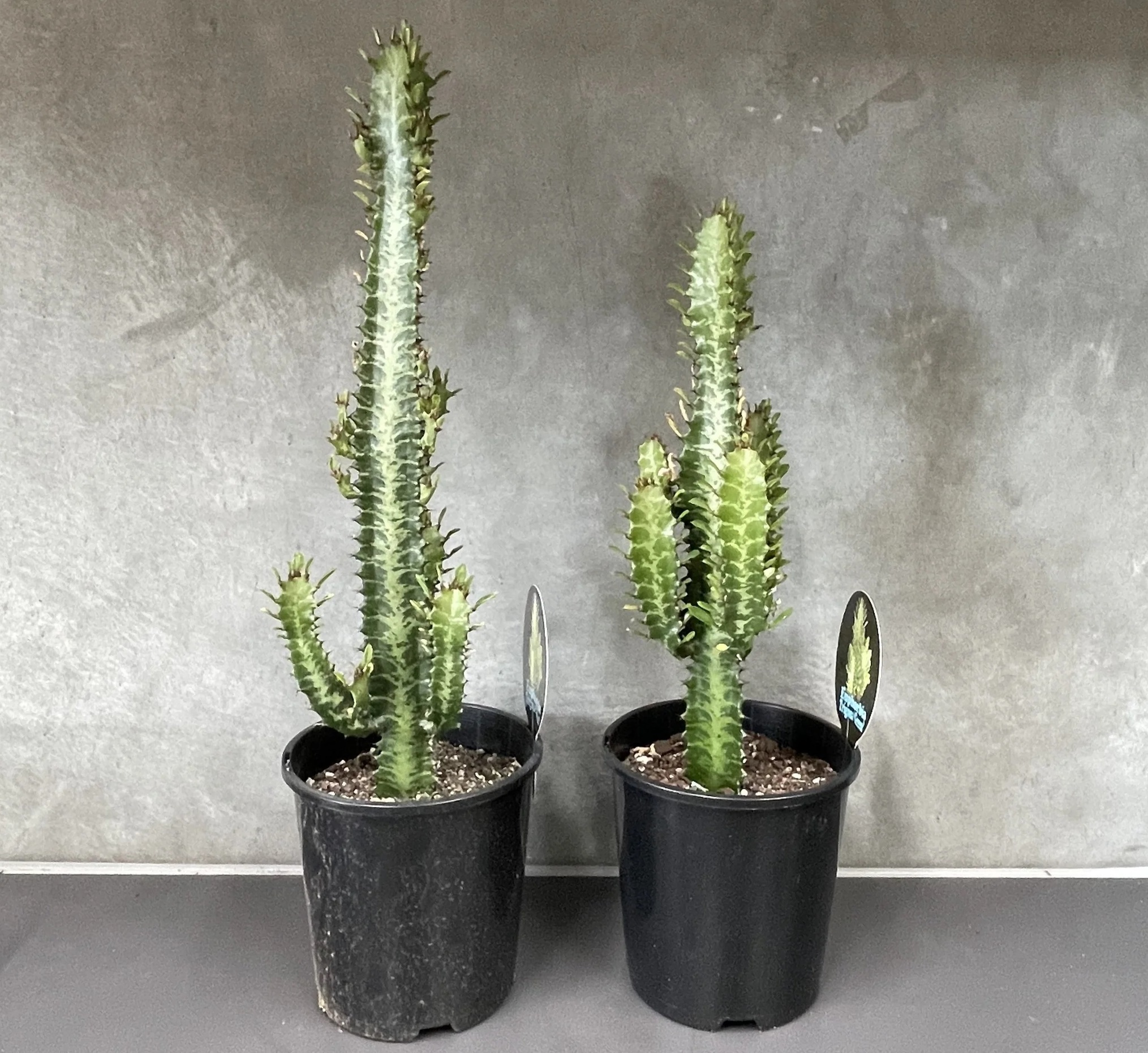 روش نگهداری گل افوربیا