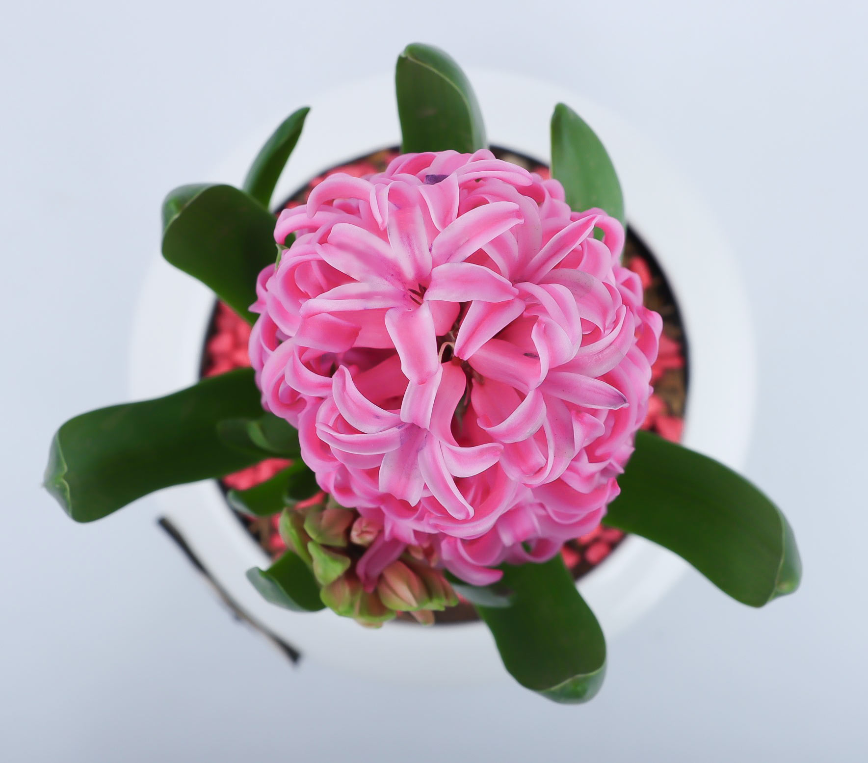 سفره هفت سین با سنبل