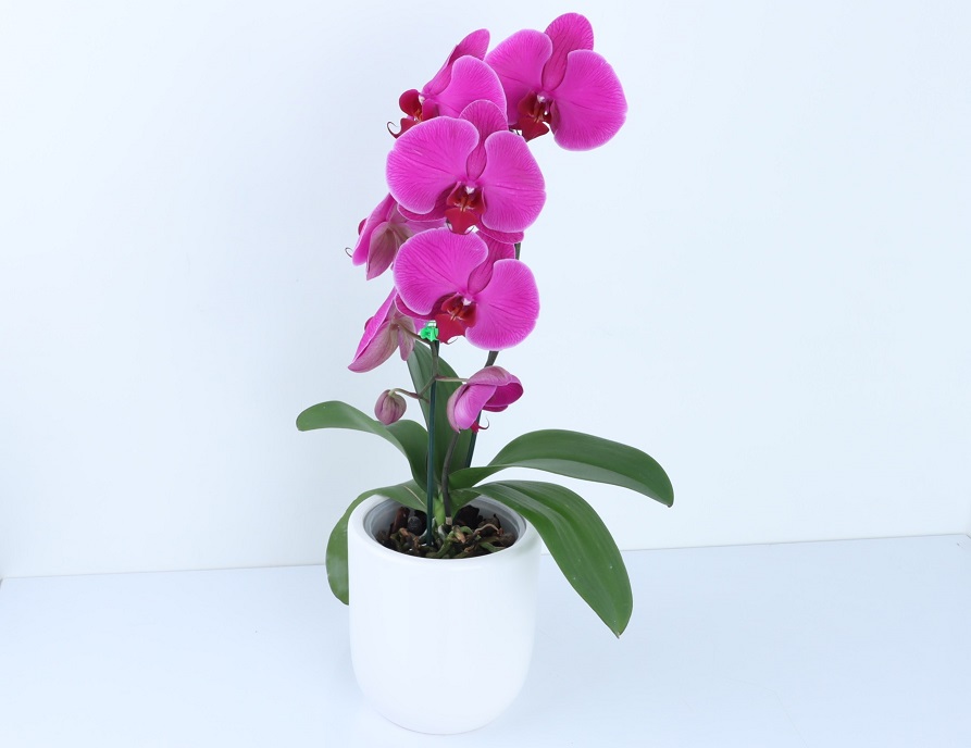 گل های گران ایرانی