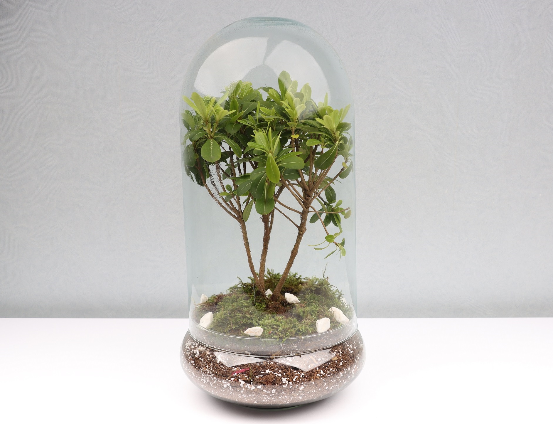 گل آپارتمانی برای تشکر کردن