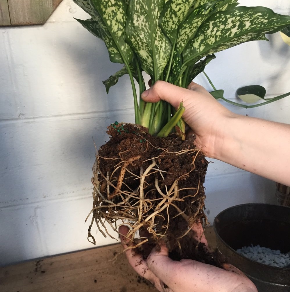 تکثیر گل آگلونما