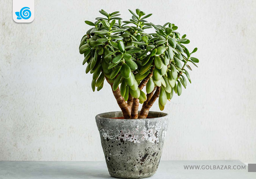 گل های مقاوم به خشکی -گیاه یشم